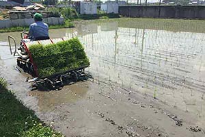 田植え