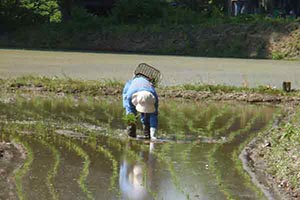 植え直し